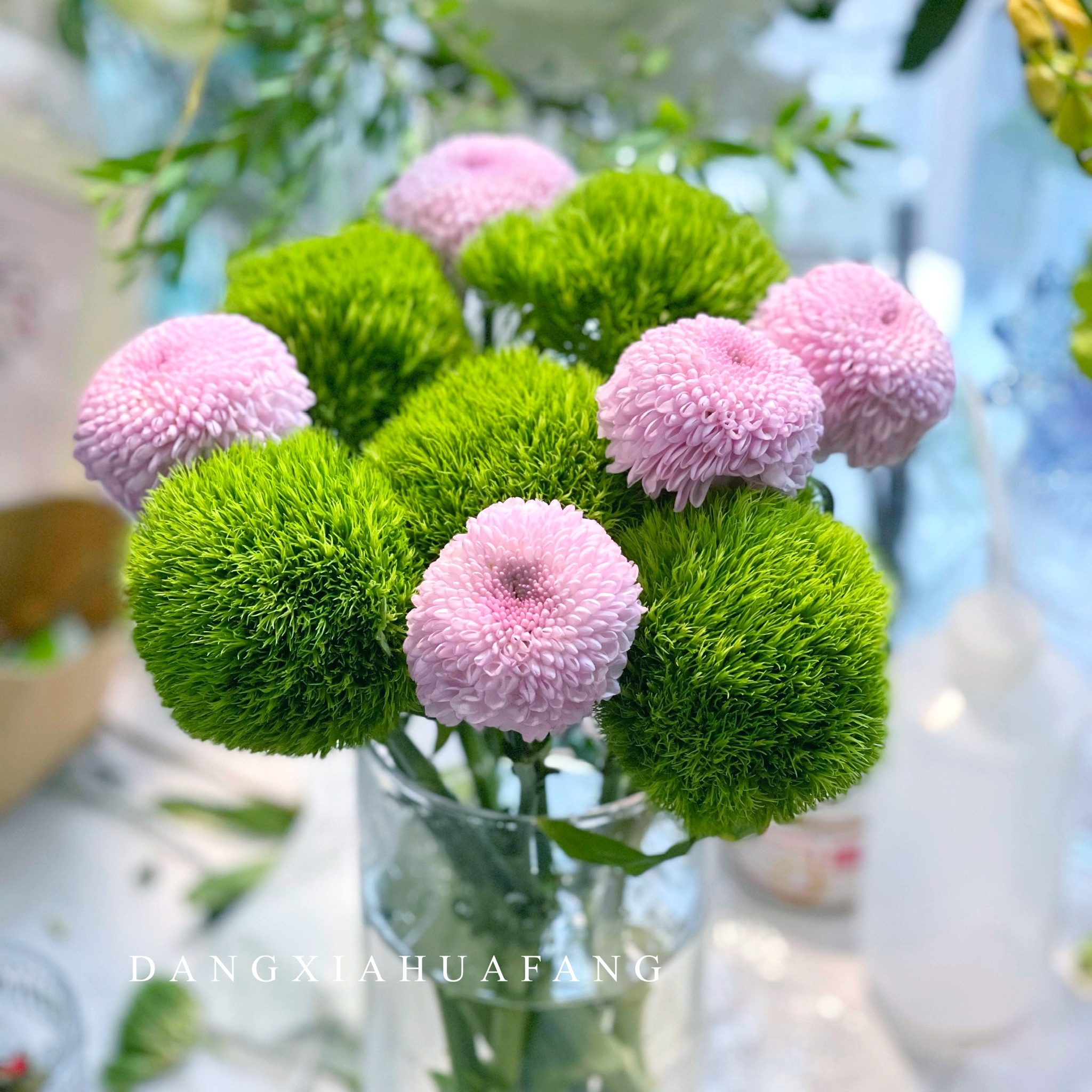 【Hey Jude】绿毛球5 粉色乒乓菊5（王嘻嘻设计）