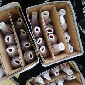 玫瑰 自由红玫C