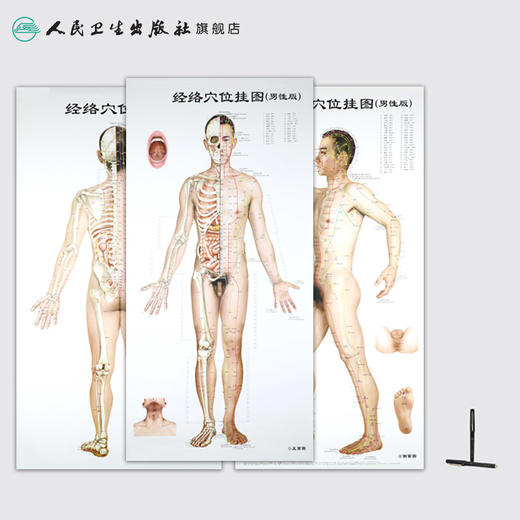经络穴位挂图（男性版） 人卫社参考书 商品图3