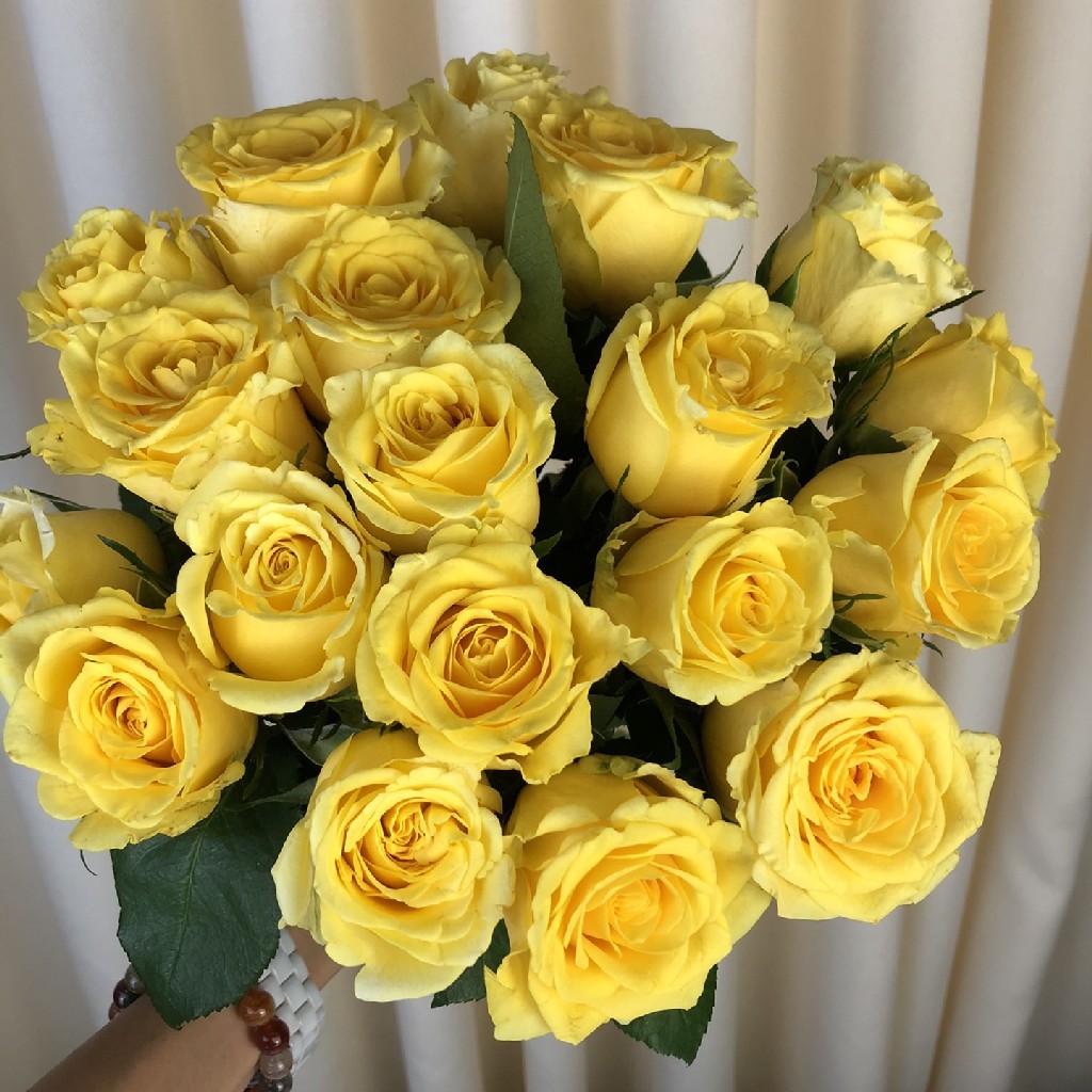 金枝玉叶玫瑰1扎/2扎 一扎20支 冷链包邮