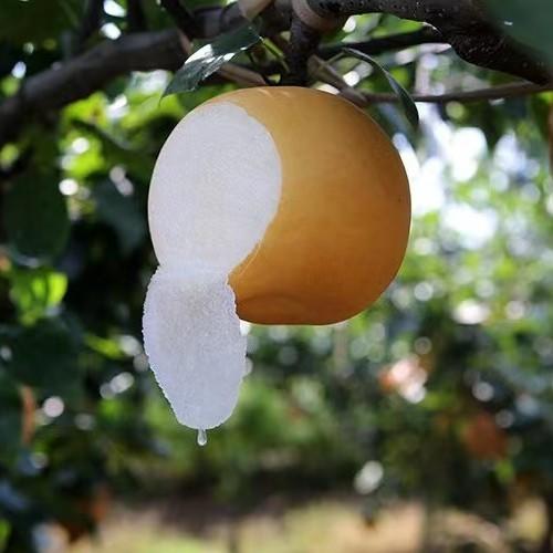 正宗山东秋月梨 肉脆多汁   4.5-7斤装 商品图1