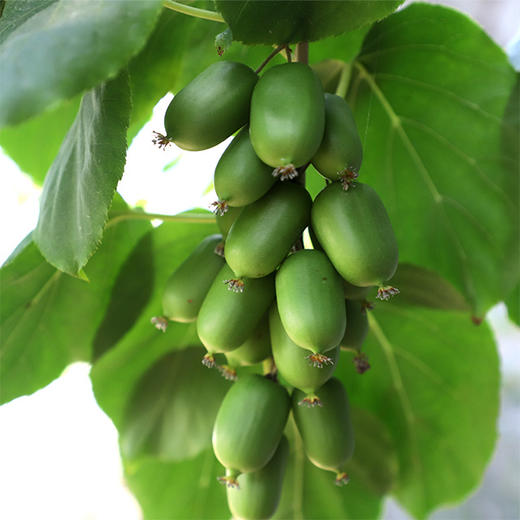 【丹东奇异莓.大果】2斤/盒 商品图4