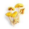 小云小君榆黄蘑 云南高原特色食用菌 商品缩略图4