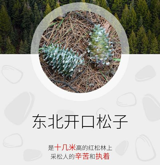 基地直发 下单48小时发出   森小子·黑龙江大兴安岭榛子松子 （原味）【规格】500克/袋 商品图1