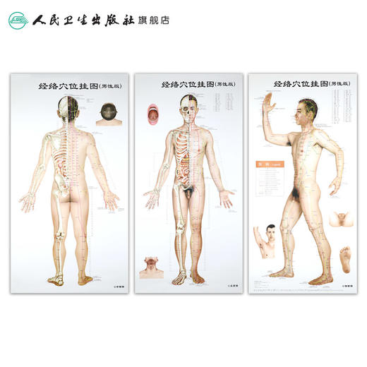 经络穴位挂图（男性版） 人卫社参考书 商品图4