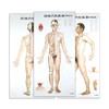 经络穴位挂图（男性版） 人卫社参考书 商品缩略图0