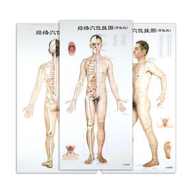 经络穴位挂图（男性版） 人卫社参考书