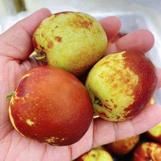 【新疆脆甜冬枣】约4斤/箱，超甜超脆 商品图3