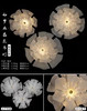 如梦水晶花吊灯（铜丝灯款）【运费自理】 商品缩略图0