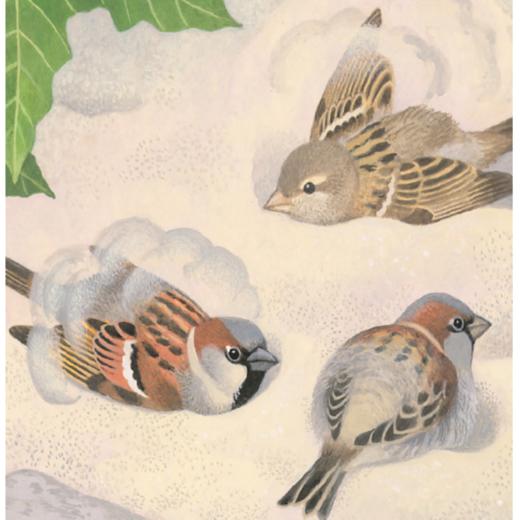 身边的动物（系列4册） 商品图3