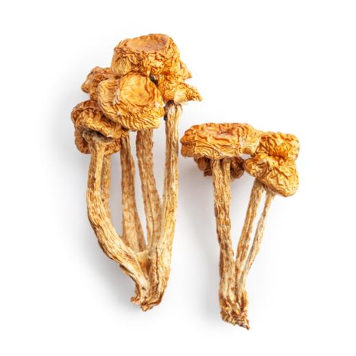 小云小君滑子菇 云南高原特色食用菌 商品图1