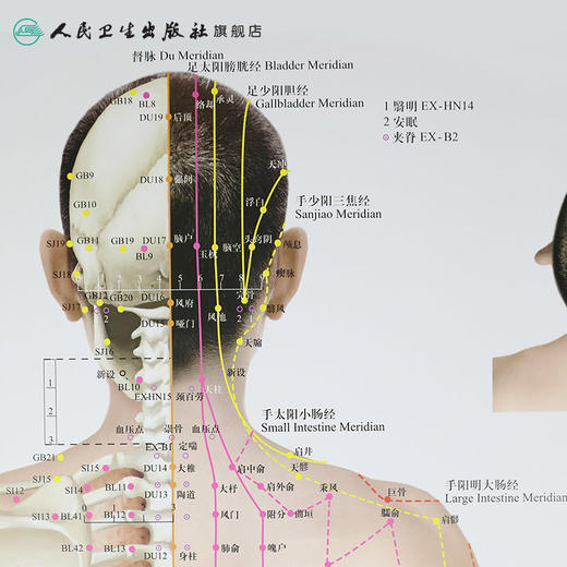 经络穴位挂图（男性版） 人卫社参考书 商品图2