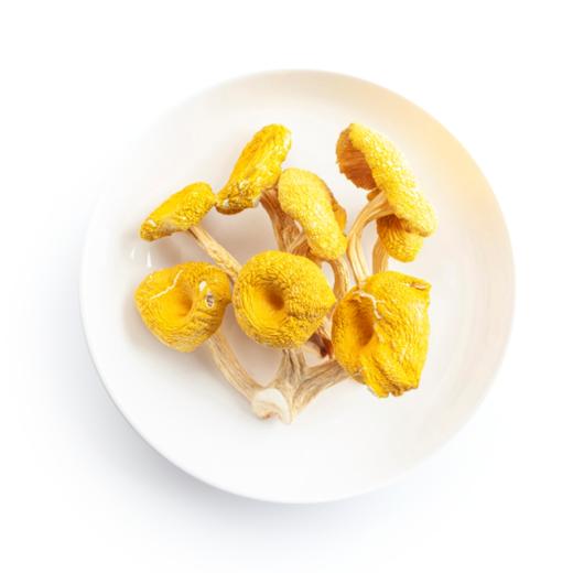 小云小君榆黄蘑 云南高原特色食用菌 商品图3