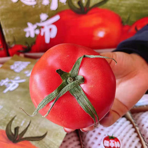 【新疆建设兵团沙瓤爆汁西红柿】约5斤/箱 12-15颗 沙瓤 爆汁 味浓 商品图1