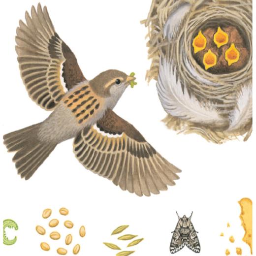 身边的动物（系列4册） 商品图2