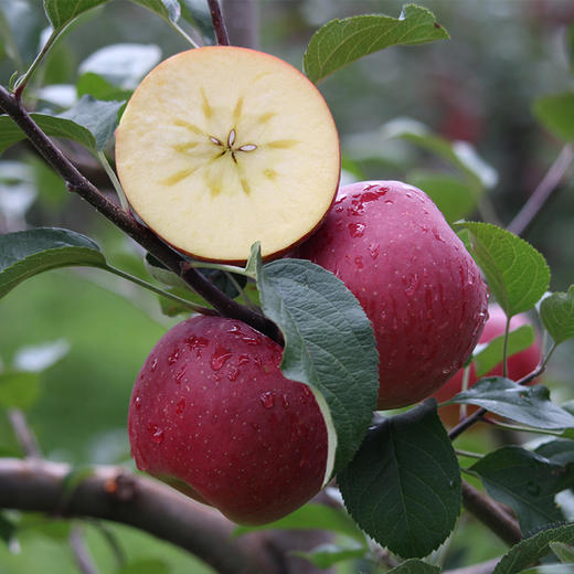 【外丑内甜】大凉山丑苹果 爽脆细嫩 咀嚼无残渣 不被外表所定义 商品图2