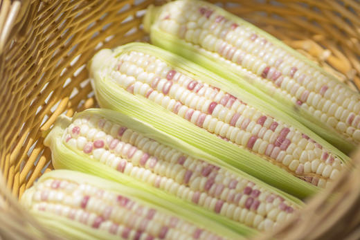 星辉彩甜糯玉米十斤装 商品图0