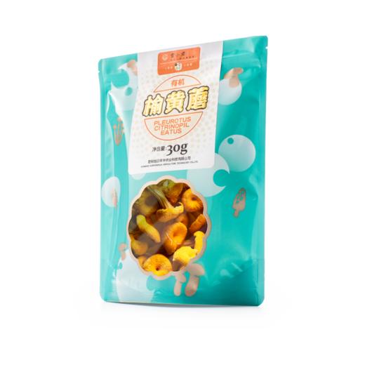 小云小君榆黄蘑 云南高原特色食用菌 商品图0