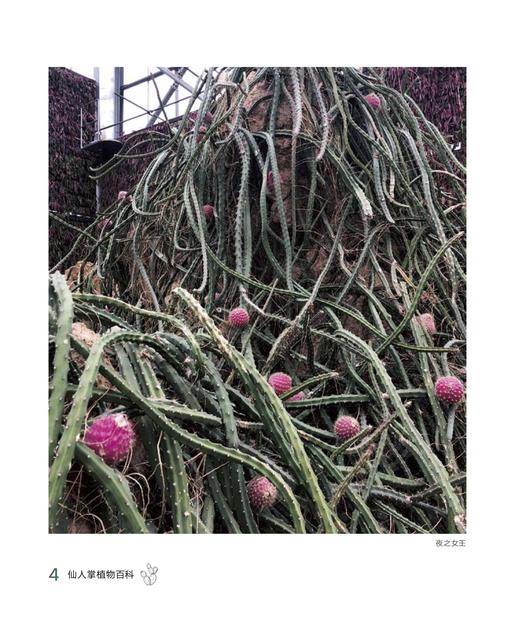 仙人掌植物百科（厦门市园林植物园建园60周年献礼之作） 商品图3