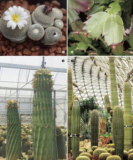 仙人掌植物百科（厦门市园林植物园建园60周年献礼之作） 商品图2
