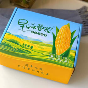 【早安大苞米】黄金香糯玉米 （每穗≥200克）