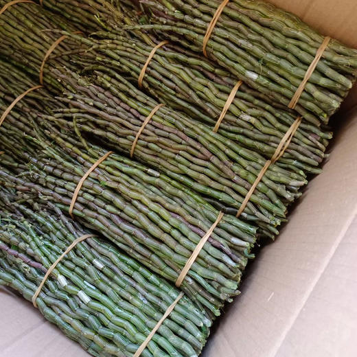 【铁皮石斛鲜条】胶质好 现剪现发 包邮 商品图5