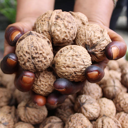 云南老树甜味小核桃，口感香醇，回味余长~ 商品图6