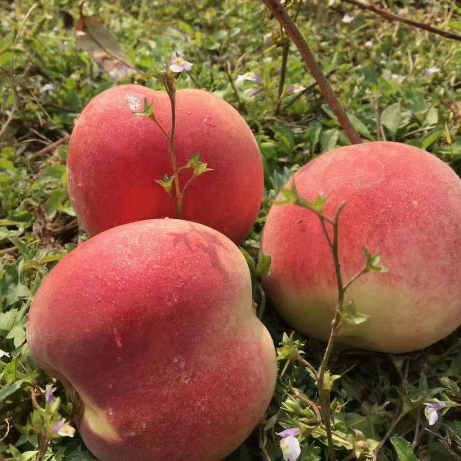 北纬37度水蜜桃