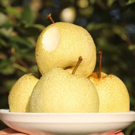 【砀山酥梨】皮薄多汁，肉多核小，甘甜酥脆，无渣！掉地即碎，入口化渣 商品图1