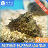 食藻海猪Dolabella auricularia 商品缩略图0
