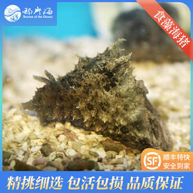 食藻海猪Dolabella auricularia