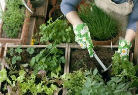  试试在阳台这样种菜，学学“会生活” 