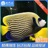 皇后Pomacanthus imperator 商品缩略图1