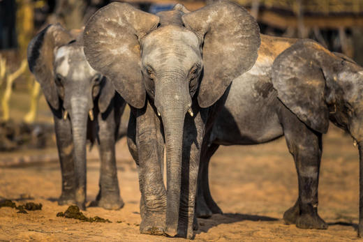 【无锡专拍】【2026 春假龙之梦】龙之梦欢乐二日游 | 南浔古镇+动物园+马戏+太湖古镇亲子尊享二日游。 商品图3