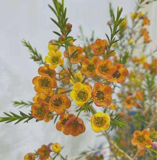 jchll平头腊梅中花橙色a级4