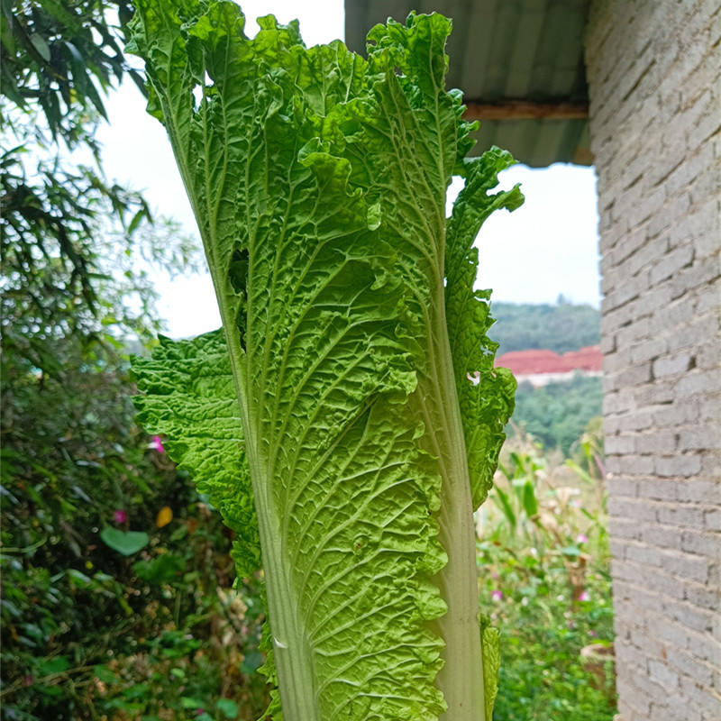 蔬菜之(大白菜γ麻葉青)營養豐富,清甜爽口·來自雲南高原有機農場