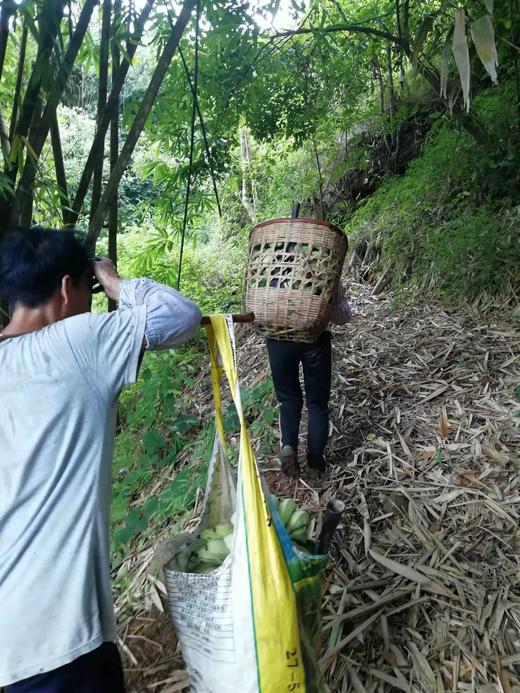 野生芭蕉 丨生态丨 无农药化肥 香甜软糯 ，遇下雨天发货顺延，介意者慎拍！  || 彝族傣族自治区云妍农场 商品图2
