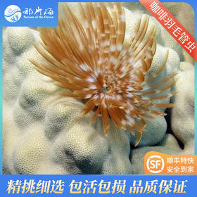 咖啡羽毛管虫Sabellastarte magnifica