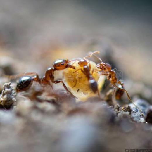 舒绝饵剂防控红火蚁，10袋100元，包邮 商品图2