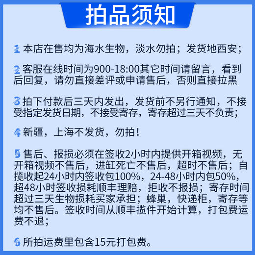 独角吊Naso unicornis 商品图3