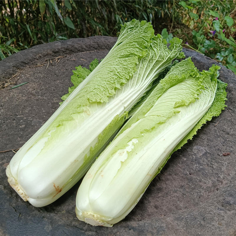 蔬菜之(大白菜γ麻叶青)营养丰富,清甜爽口·来自云南高原有机农场