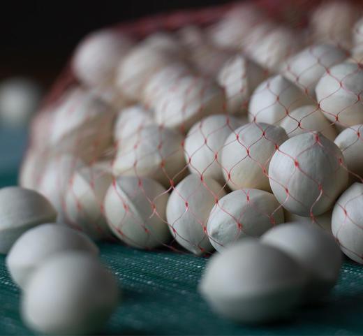 【银杏果】果肉浅绿色/黄色 果肉饱满 糯香好滋味 云南腾冲新鲜老品种带壳糯白果 银杏果 500克/袋 2种规格任选 商品图1