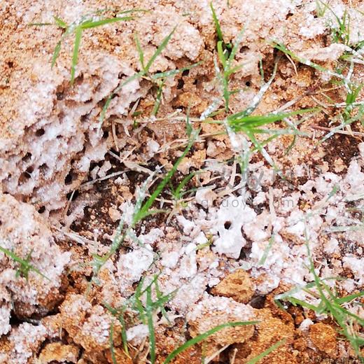 火舒净粉剂0.6%高效氯氰菊酯，一瓶250克,10瓶180元,包邮 商品图3