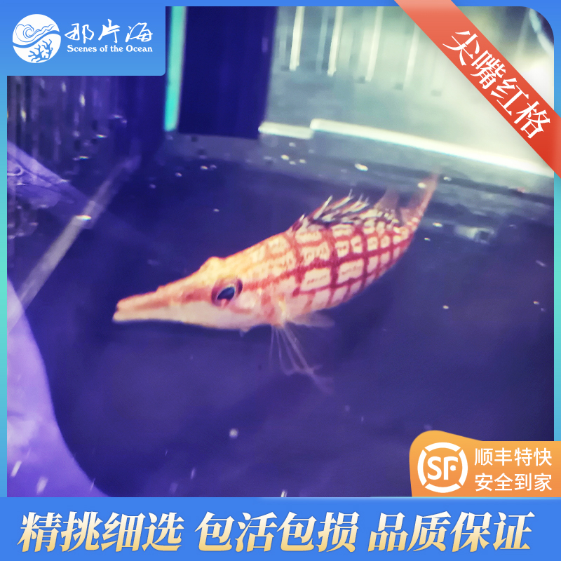 尖嘴红格Oxycirrhites typus