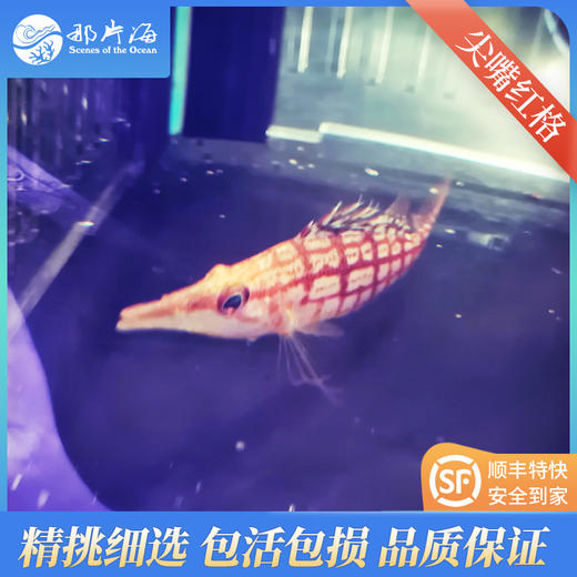 尖嘴红格Oxycirrhites typus 商品图0