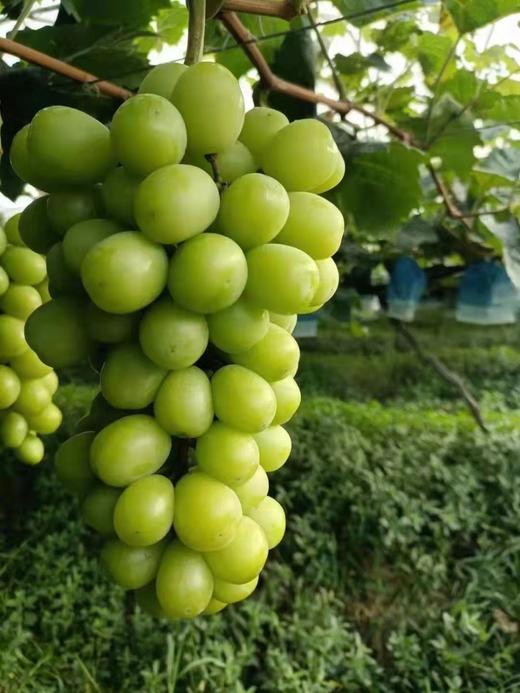 美丽市场-阳光玫瑰约5斤【商品以实物为准】 商品图0