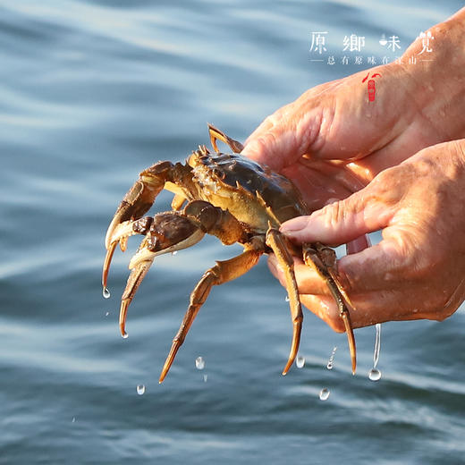 【买一箱送一只2.5两母蟹】有机大闸蟹（基地直发-顺丰包邮） | 多种规格，来自安徽当涂，生产者：霍大文【合作生产，公平贸易】 商品图7