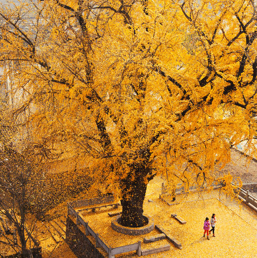 温州永嘉楠溪江 山深有杏度假民宿 商品图8