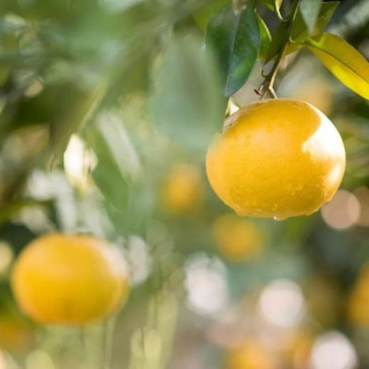 福建黄金葡萄柚  3-8斤装（剥柚子一样，不要刀切） 商品图14