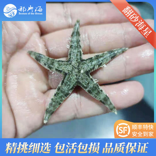 翻砂海星Astropecten polyacanthus 商品图0